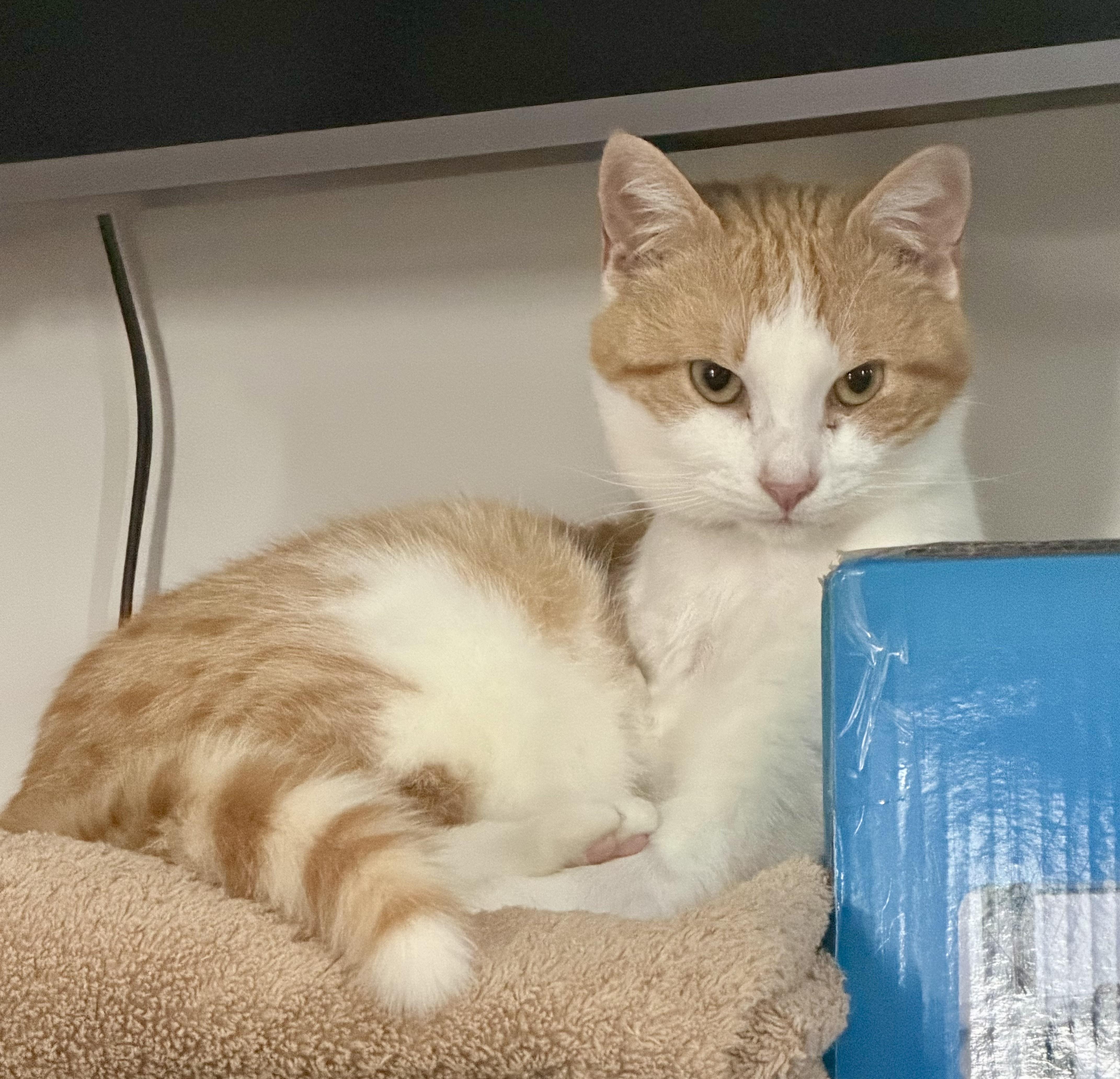 Enlarge Hopscotch, a ADOPTABLE mixed breed in Bethel, CT image 5/6