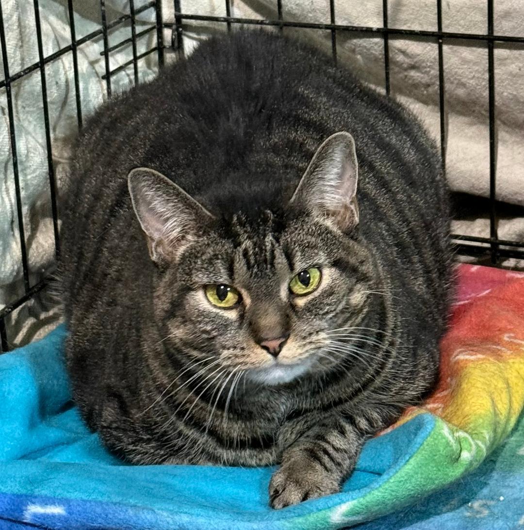 Enlarge LOVEY, a ADOPTABLE Domestic Short Hair in Gresham, WI image 1/1
