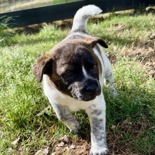 Nala, a Adoptable mixed breed in Sanford, NC image 1/6