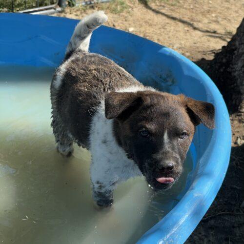 Nala, a Adoptable mixed breed in Sanford, NC image 2/6