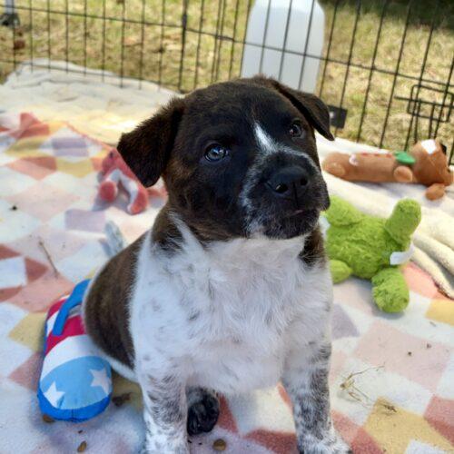 Nala, a Adoptable mixed breed in Sanford, NC image 3/6