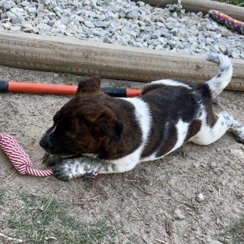 Nala, a Adoptable mixed breed in Sanford, NC image 4/6