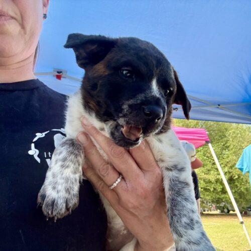 Nala, a Adoptable mixed breed in Sanford, NC image 5/6
