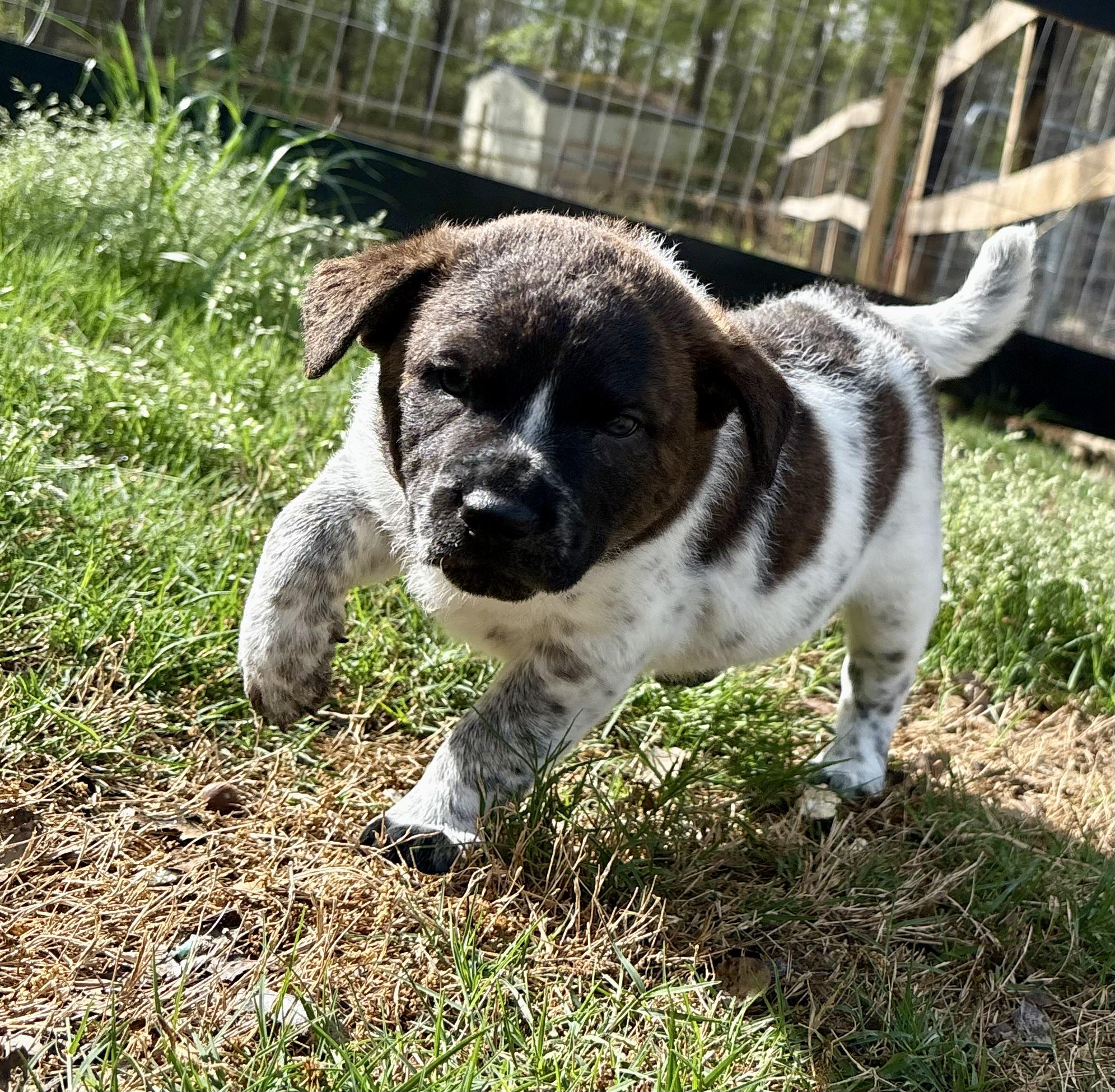Nala, a Adoptable mixed breed in Sanford, NC image 6/6