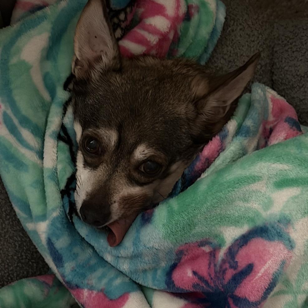 Enlarge Max, a Adoptable Chihuahua in Las Vegas, NV image 1/6