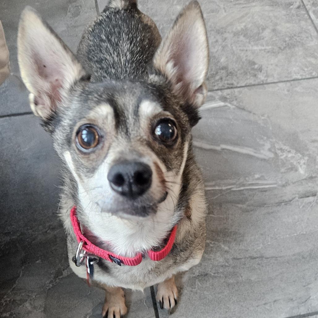 Enlarge Max, a Adoptable Chihuahua in Las Vegas, NV image 2/6