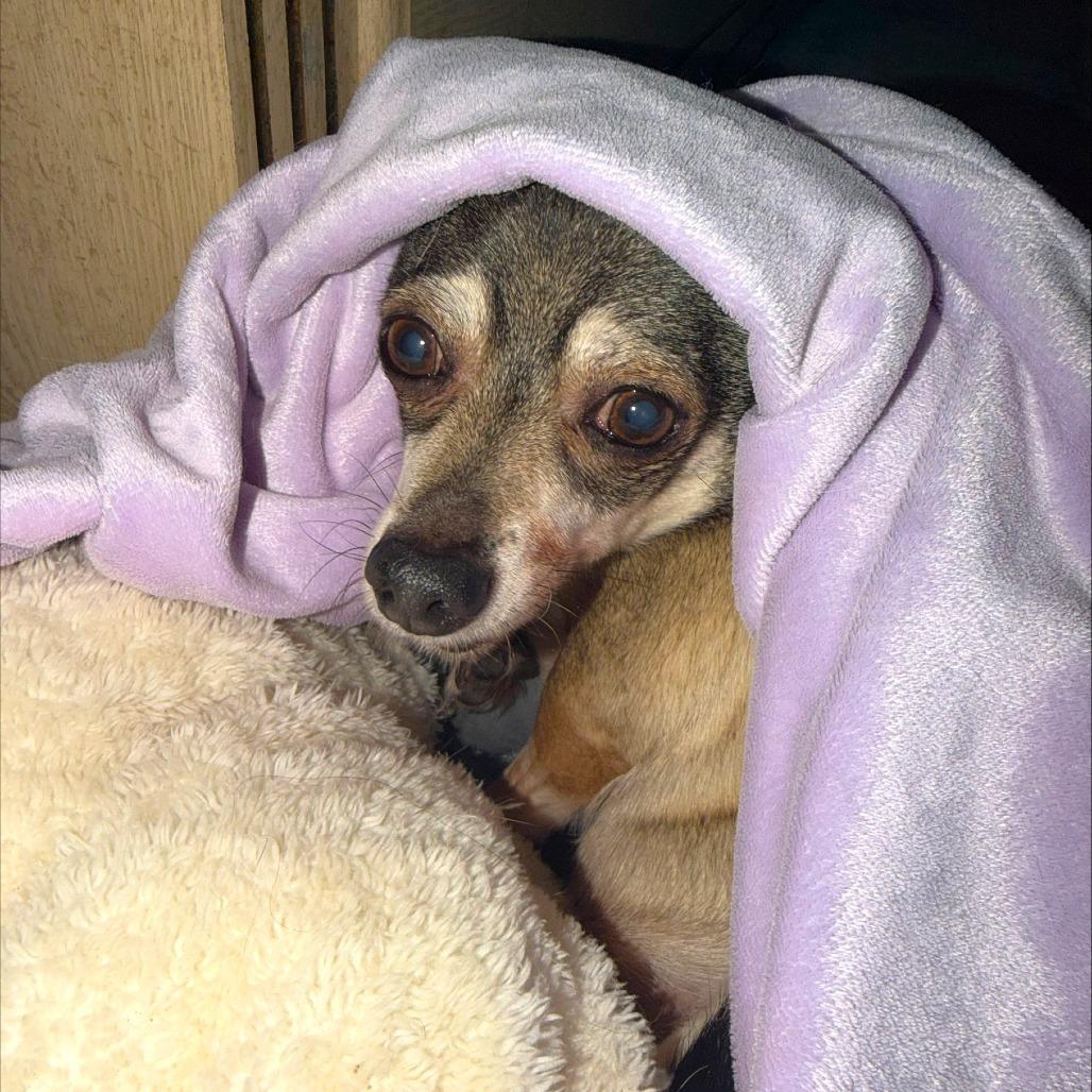 Enlarge Max, a Adoptable Chihuahua in Las Vegas, NV image 3/6