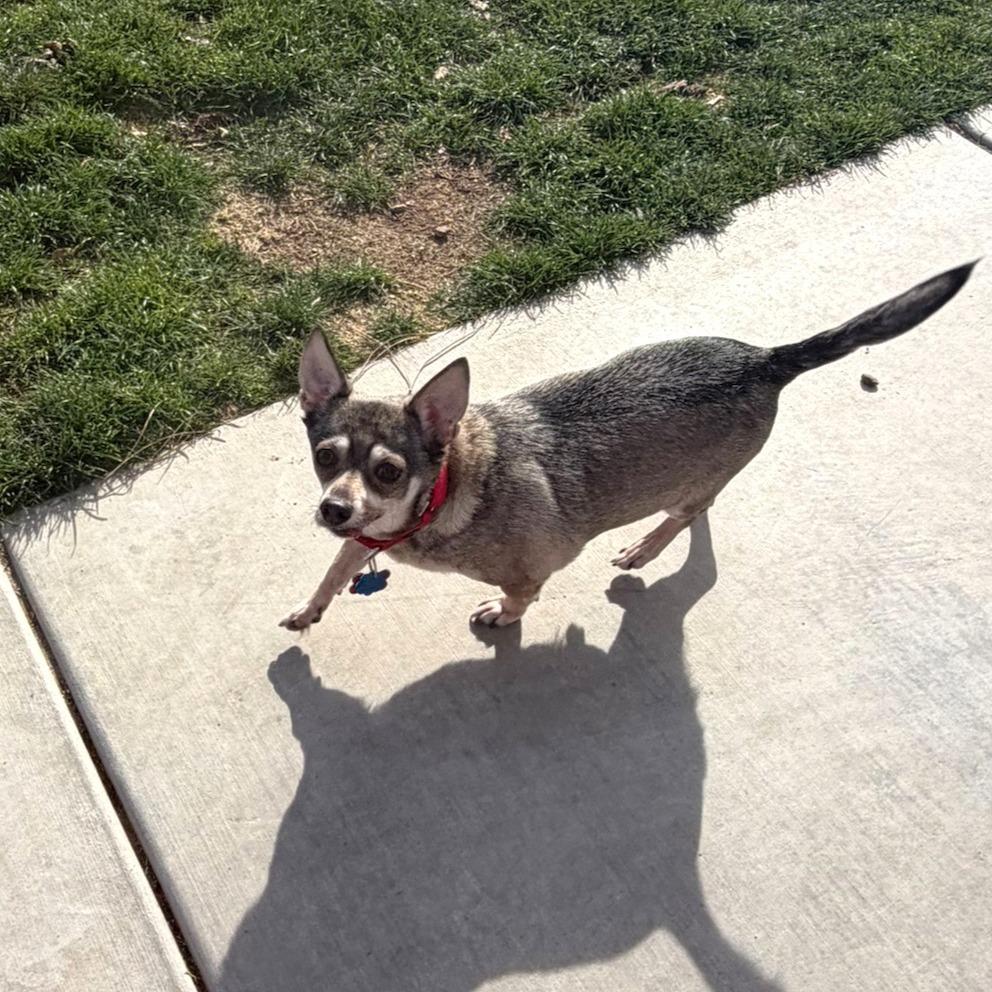 Enlarge Max, a Adoptable Chihuahua in Las Vegas, NV image 4/6