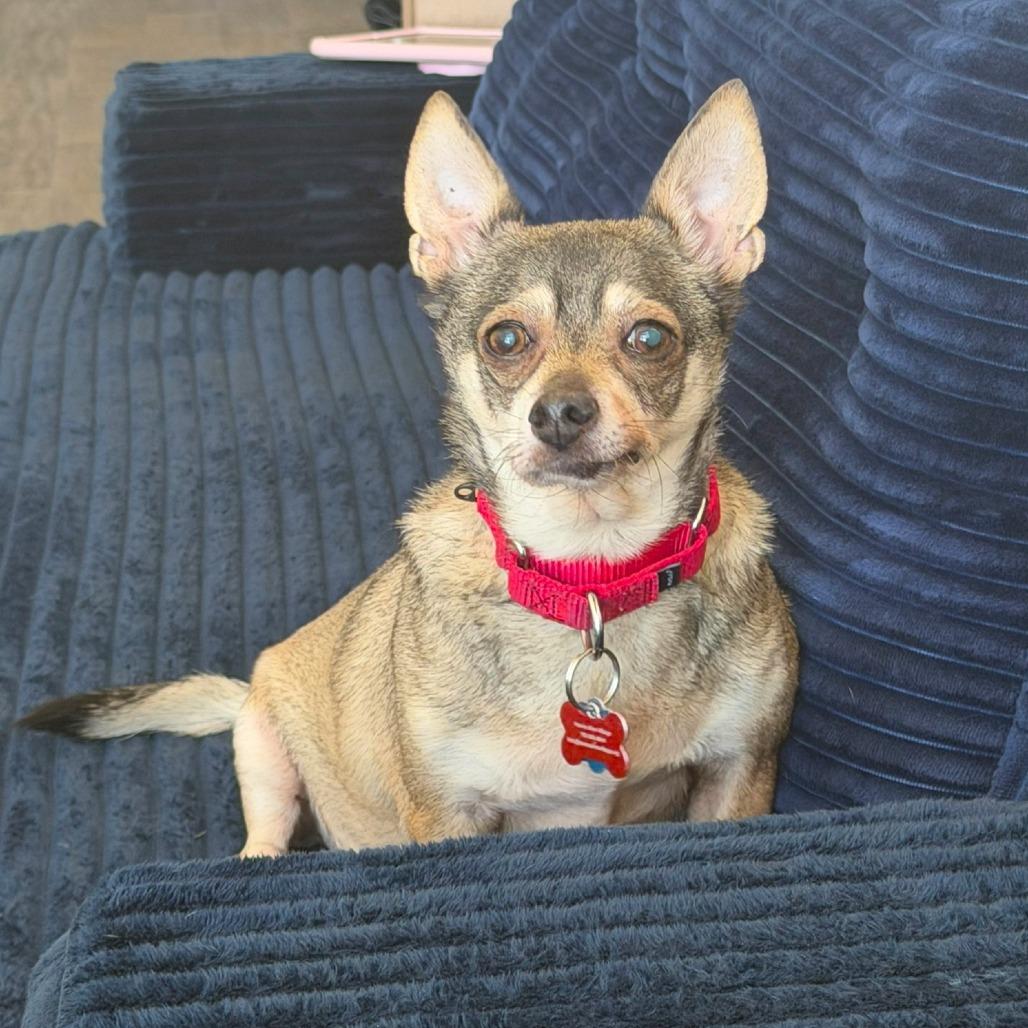 Enlarge Max, a Adoptable Chihuahua in Las Vegas, NV image 5/6