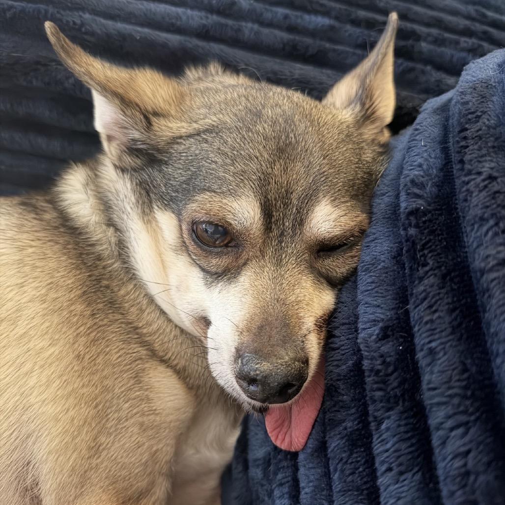 Enlarge Max, a Adoptable Chihuahua in Las Vegas, NV image 6/6