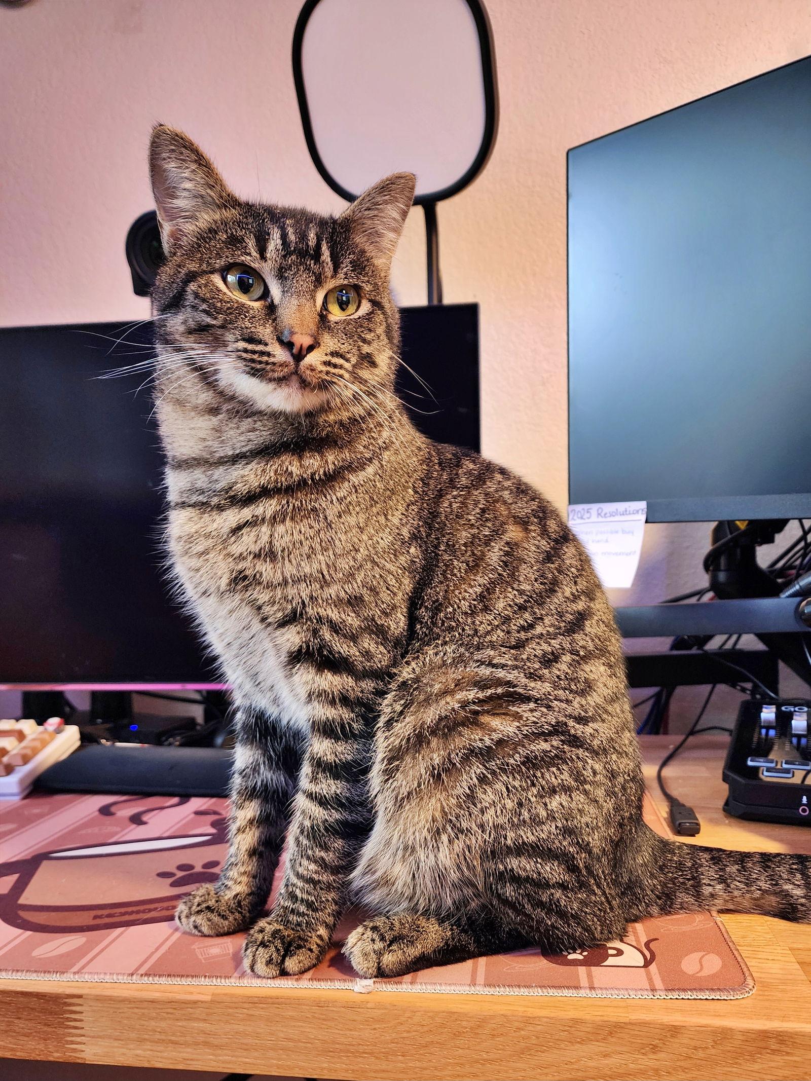 SAMUEL #1687- Offered by Owner - Young Male, Adoptable, Adult Male Tabby & Domestic Short Hair.