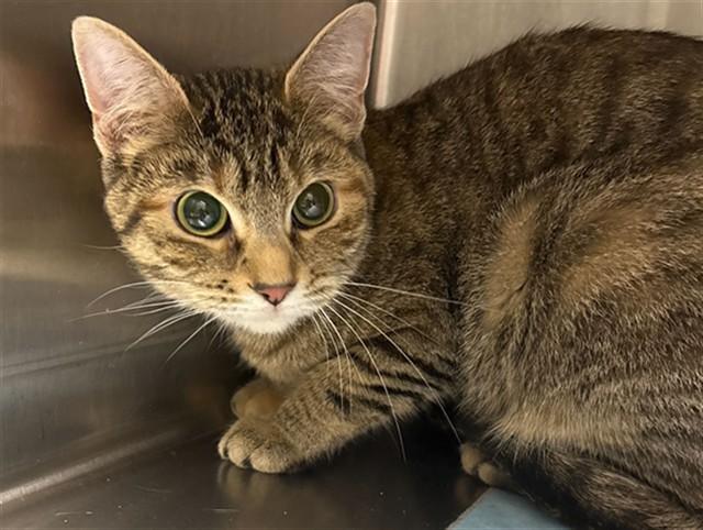 MINUTE MAID, Adoptable, Adult Female Domestic Short Hair.