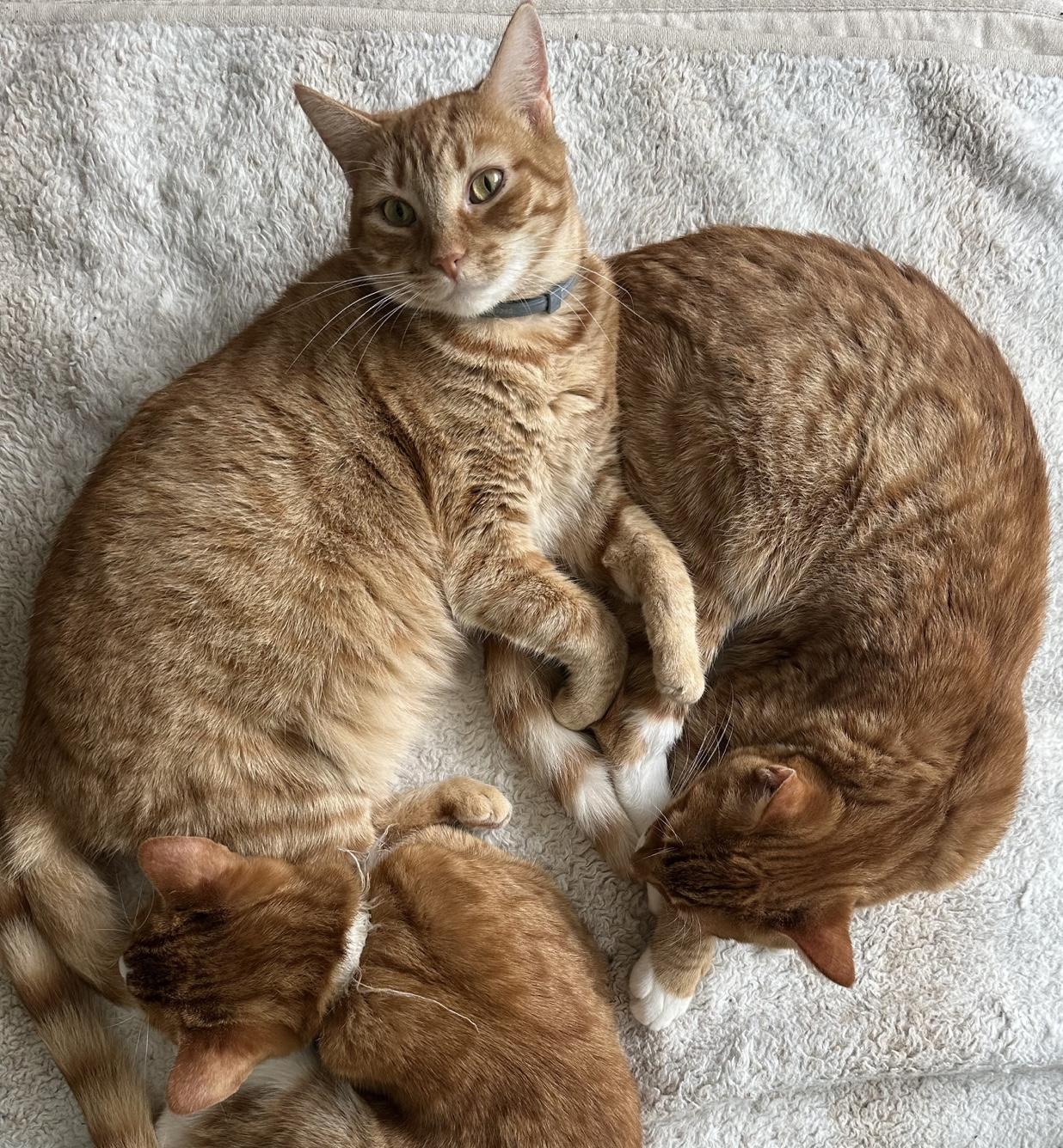 Maple (bonded to Ozzy)