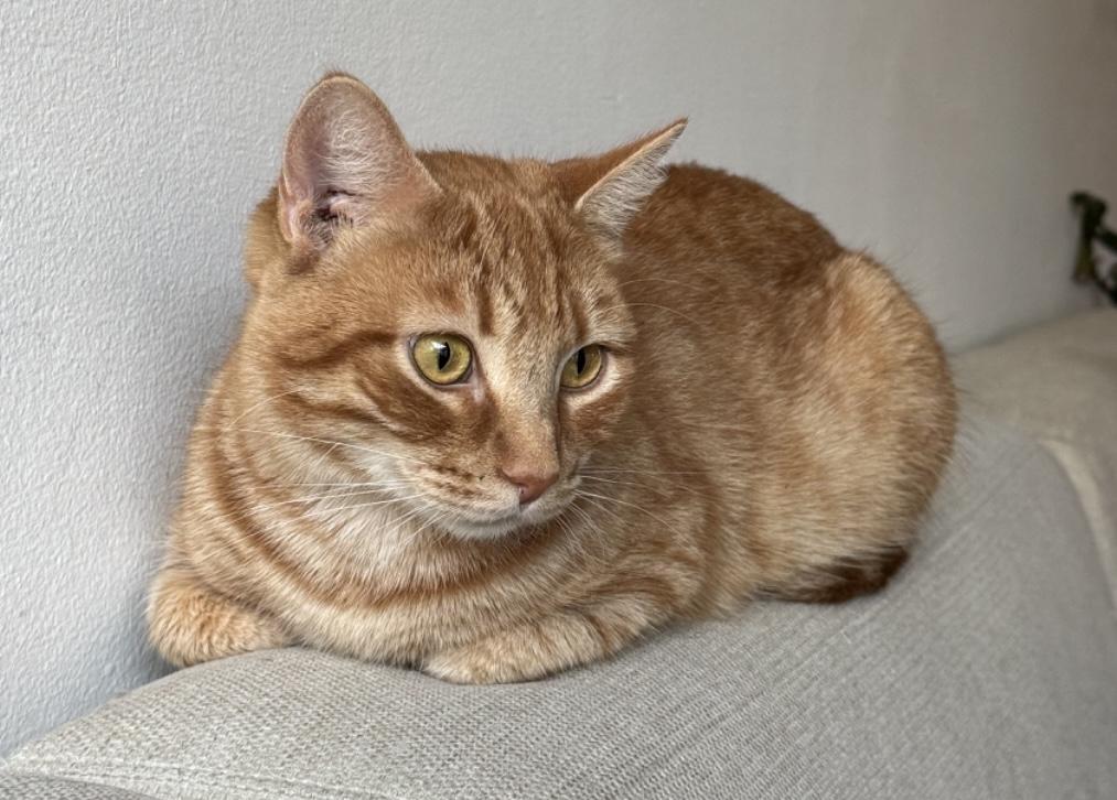 Maple (bonded to Ozzy) — thumbnail 2