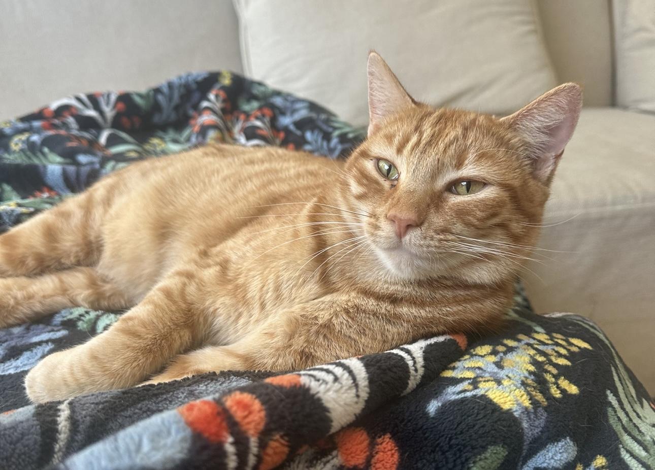 Maple (bonded to Ozzy) — thumbnail 3