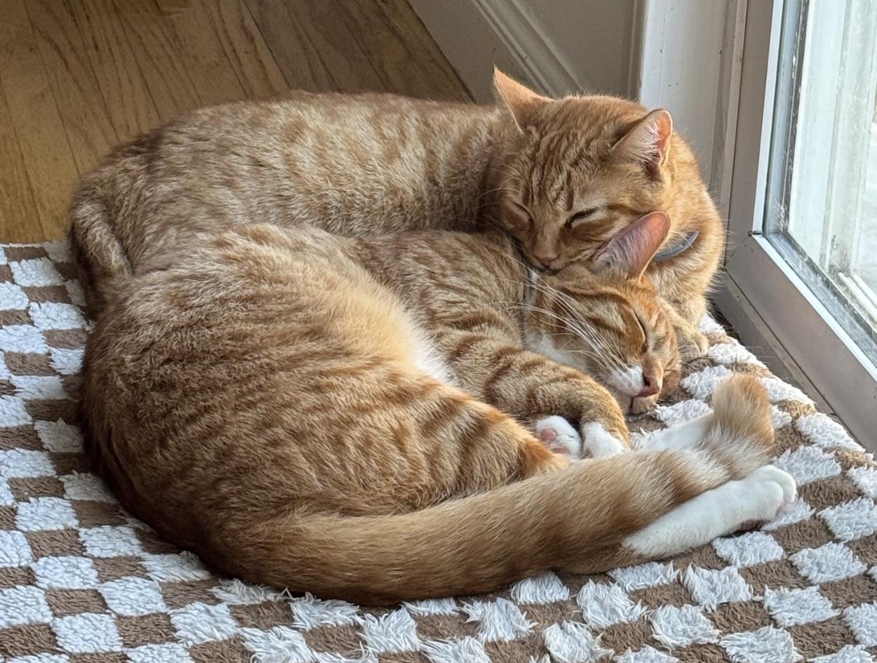 Maple (bonded to Ozzy) — thumbnail 4