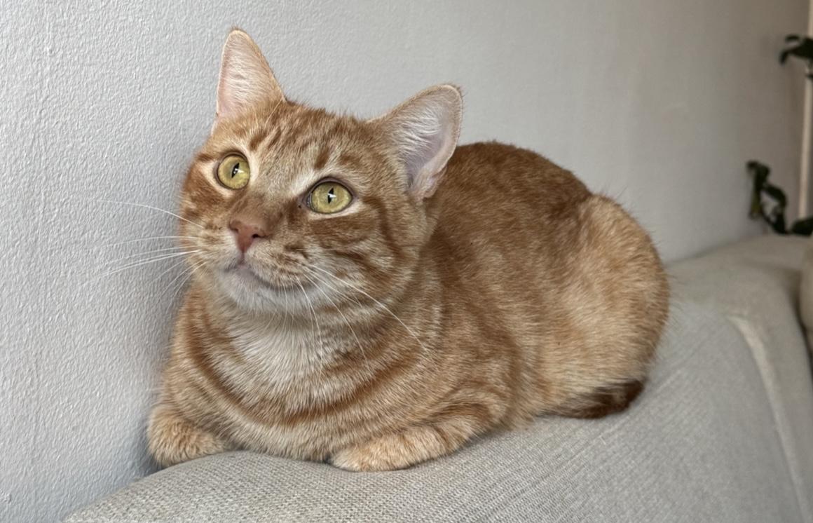 Maple (bonded to Ozzy)