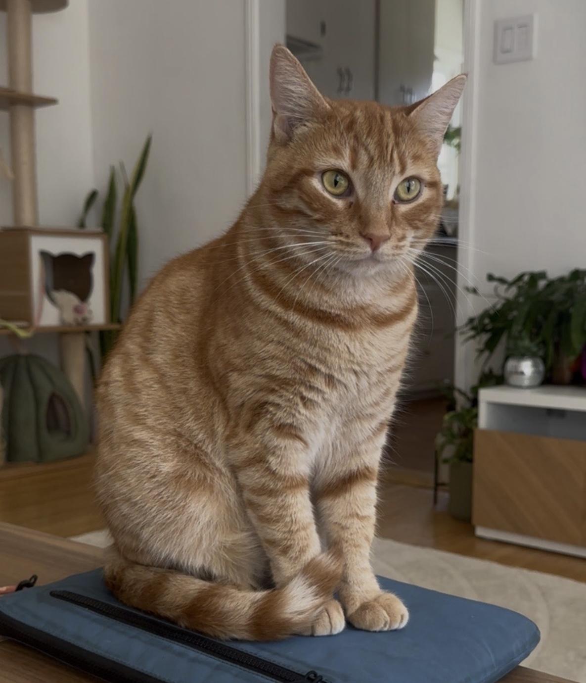 Maple (bonded to Ozzy) — thumbnail 6