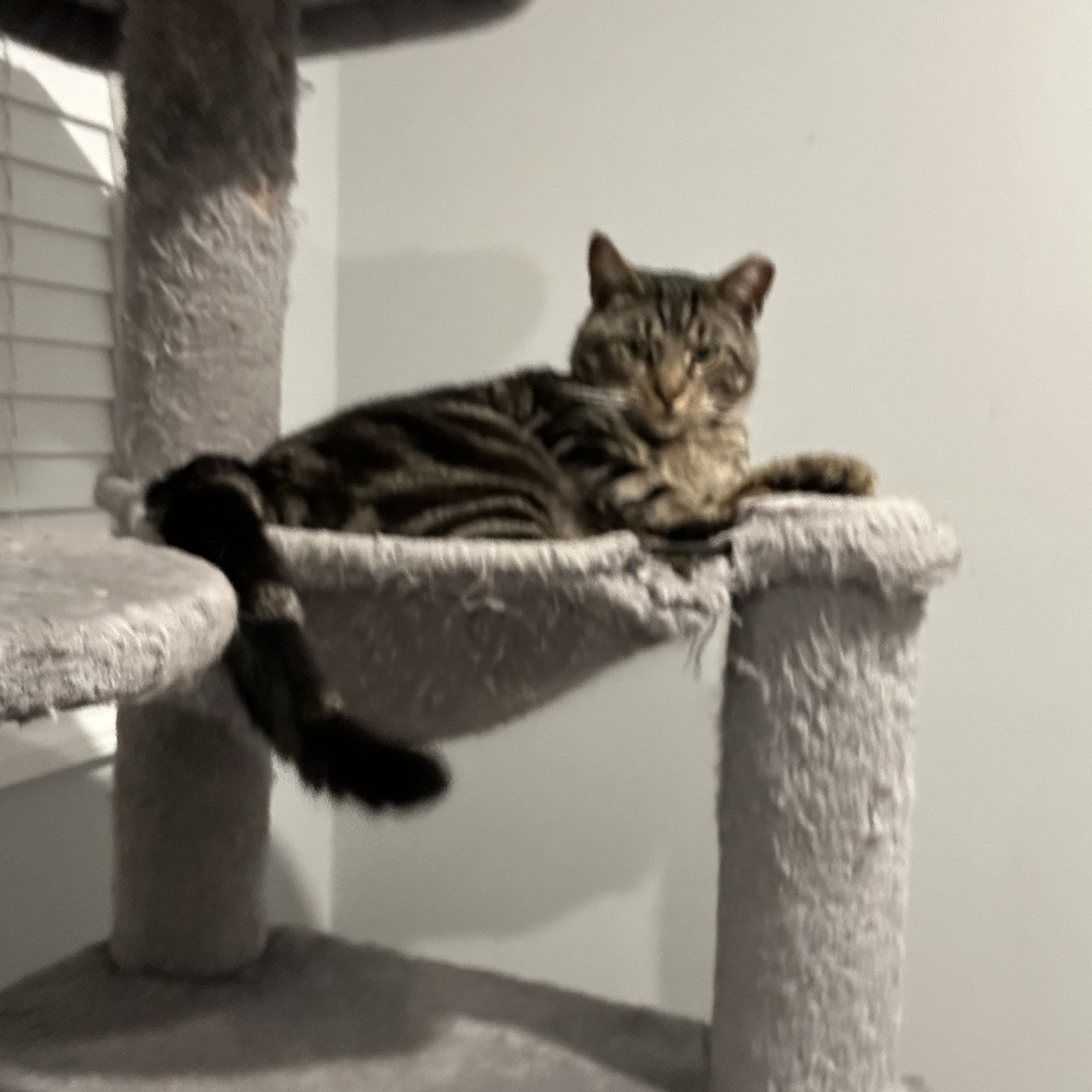 Enlarge Oliver James, a Adoptable Domestic Short Hair in Sayville, NY image 2/6