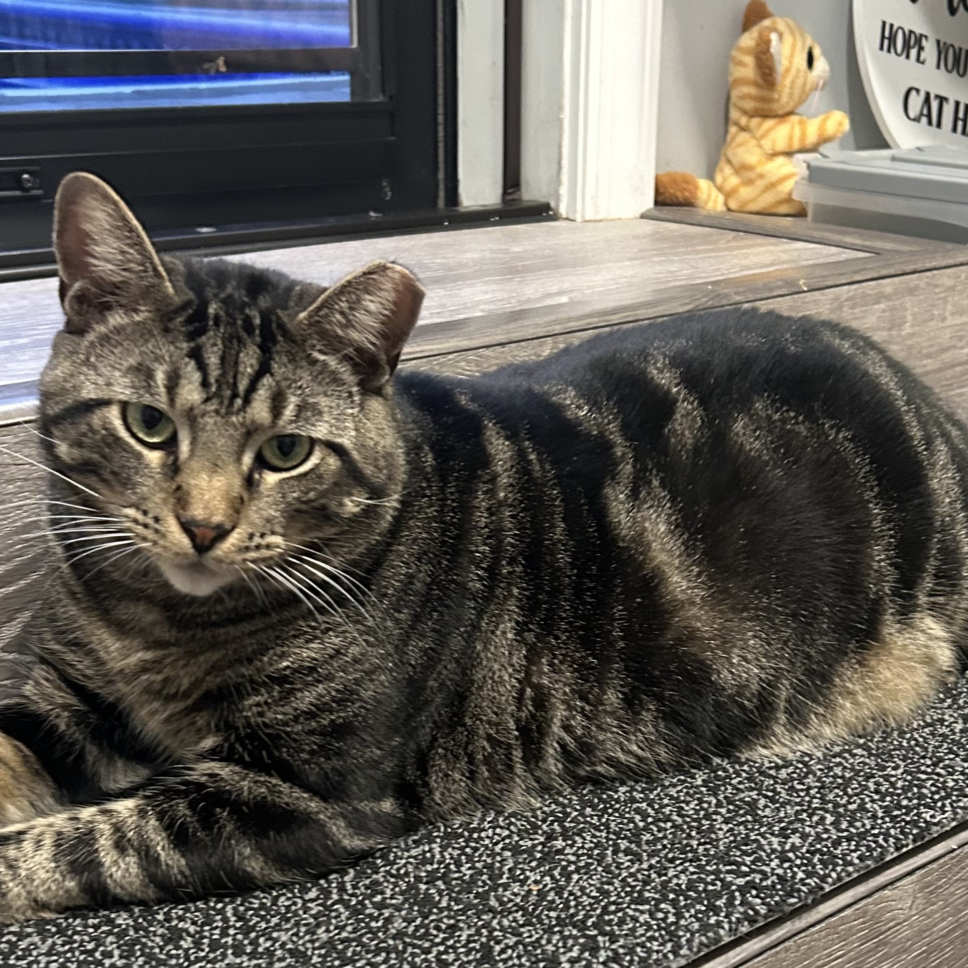 Enlarge Oliver James, a Adoptable Domestic Short Hair in Sayville, NY image 4/6