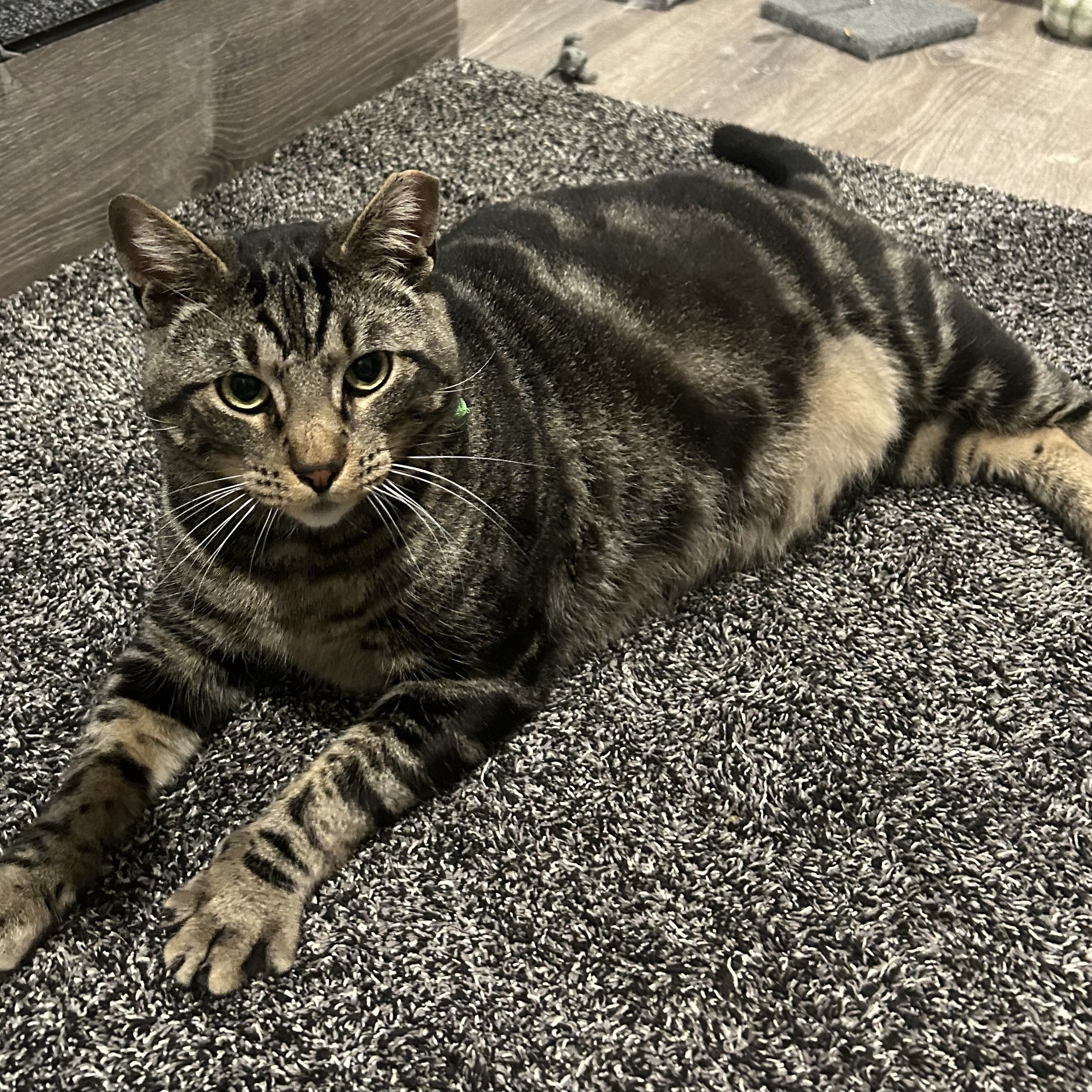 Pets for adoption from Kitty Whiskers | Petfinder