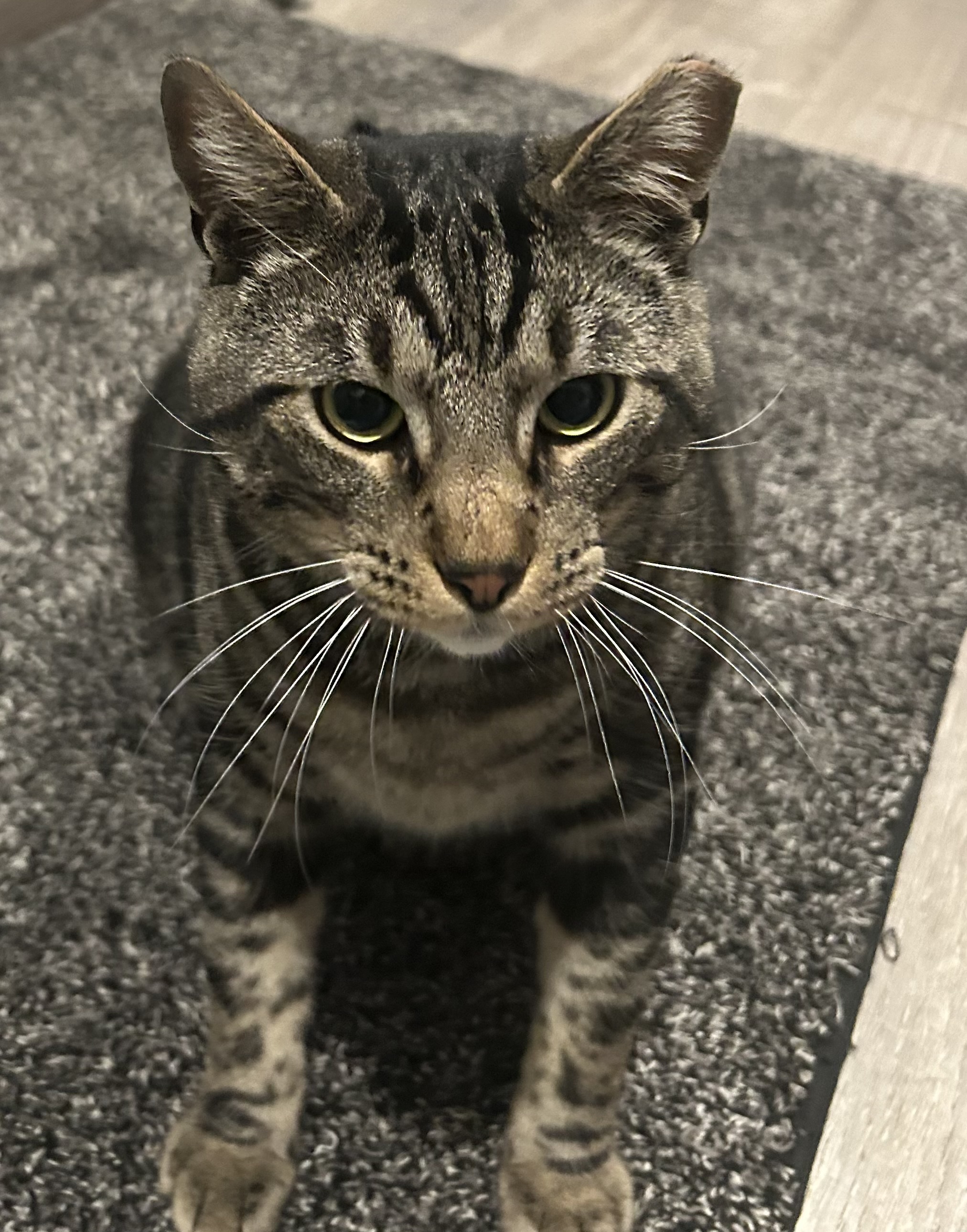 Enlarge Oliver James, a Adoptable Domestic Short Hair in Sayville, NY image 5/6