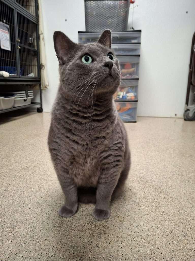 NEGAN, Adoptable, Adult Male Domestic Short Hair.