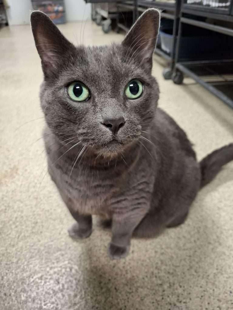 NEGAN, a Adoptable Domestic Short Hair in Ironwood, MI image 2/3