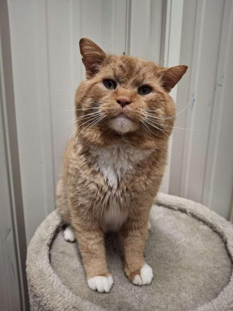 Enlarge NEGAN, a Adoptable Domestic Short Hair in Ironwood, MI image 2/6