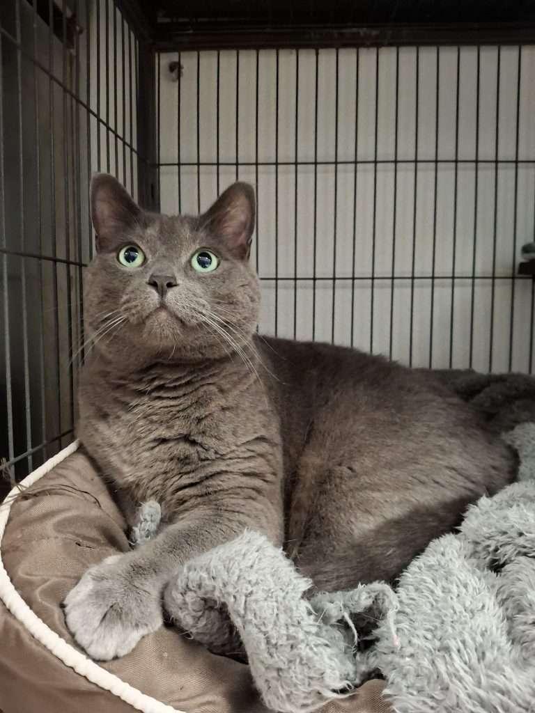 NEGAN, a Adoptable Domestic Short Hair in Ironwood, MI image 3/3