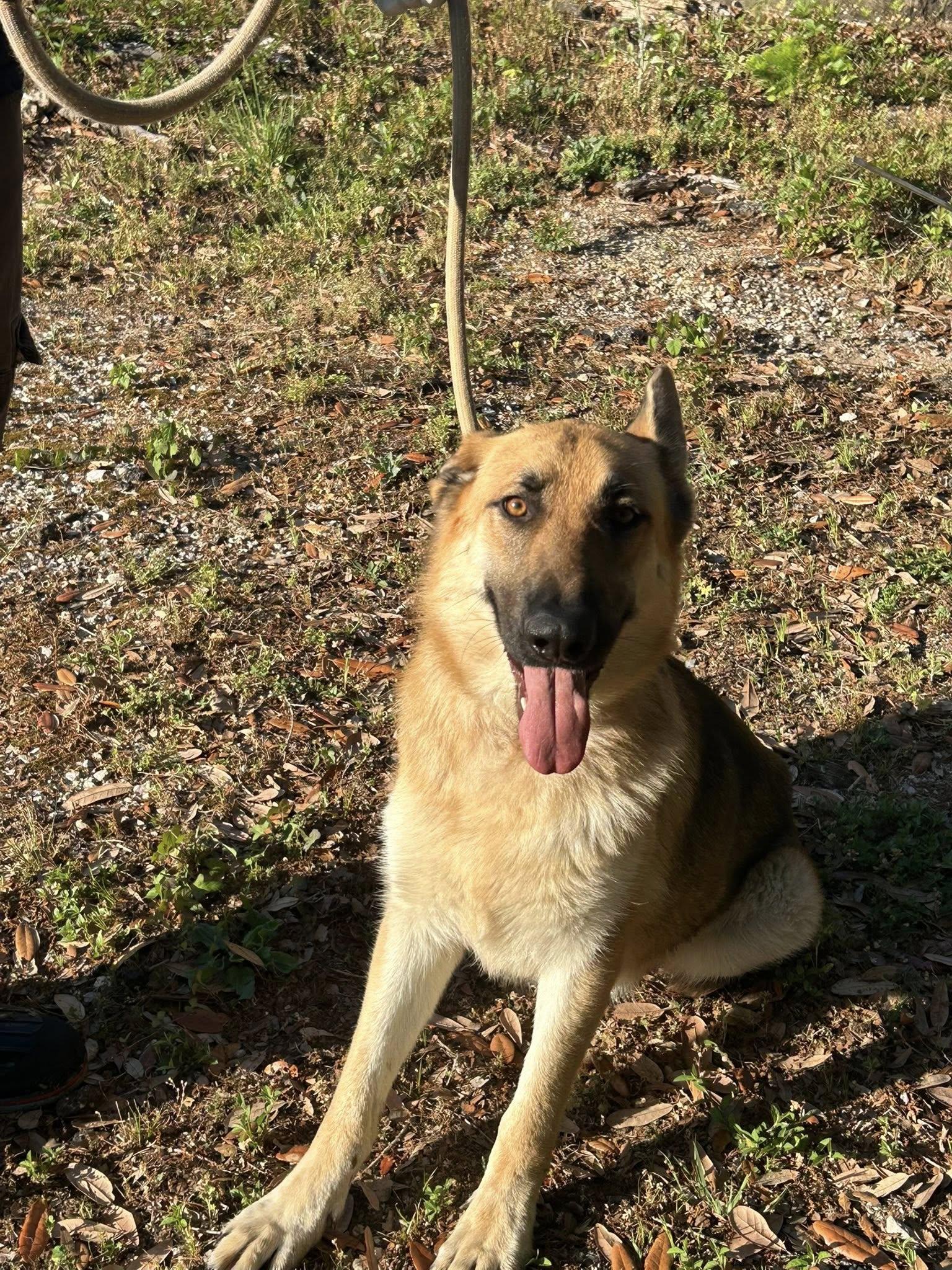 Enlarge ODETTA #890, a ADOPTABLE German Shepherd Dog in Prichard, AL image 1/1