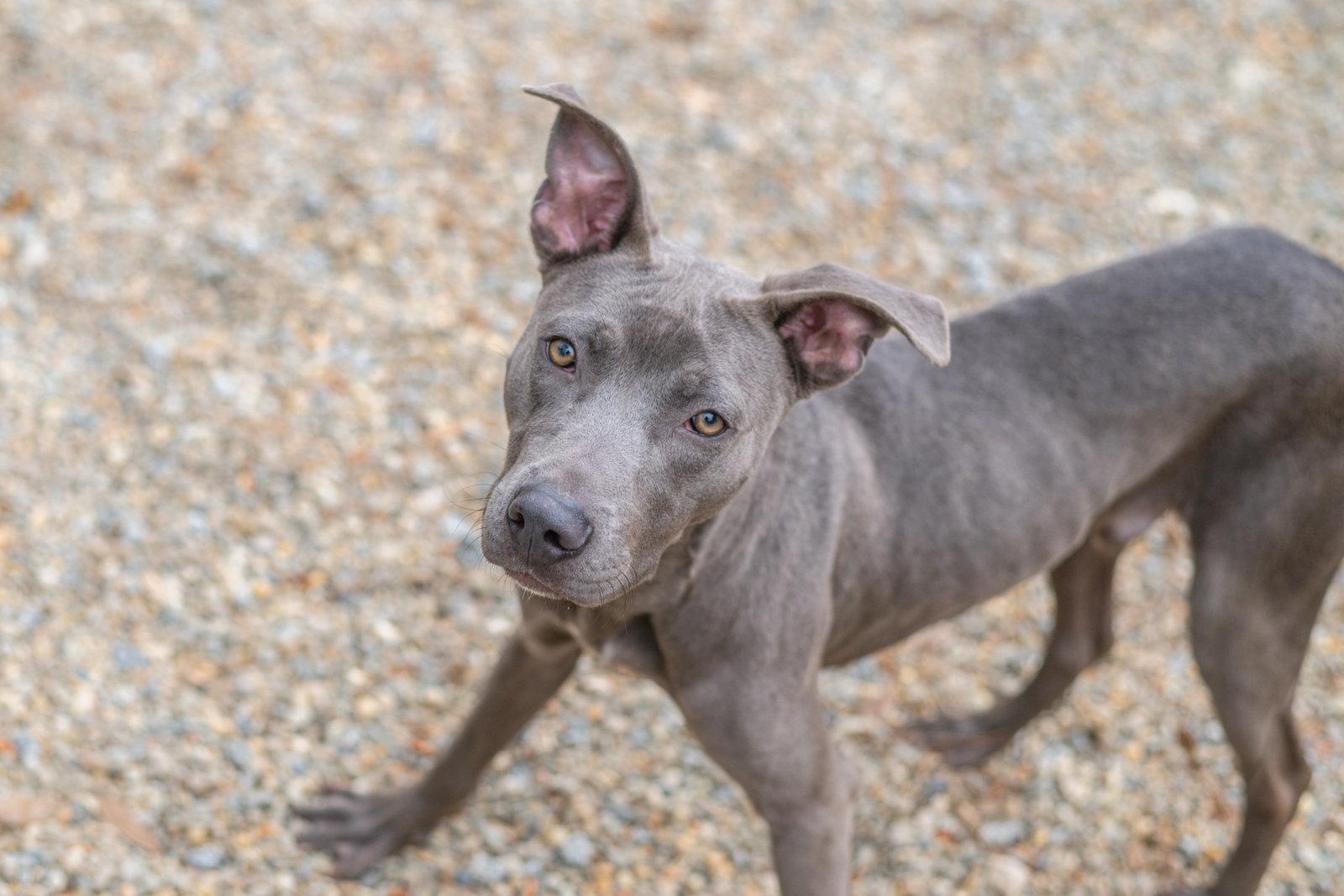 Earl Grey, a Adoptable Weimaraner in Hilton Head Island, SC image 2/3