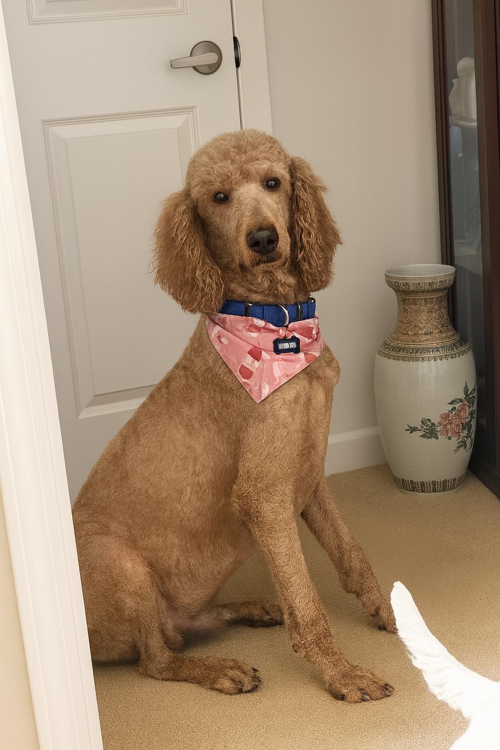 Enlarge Graham, an adopted Standard Poodle in Barrington Hills, IL image 2/3