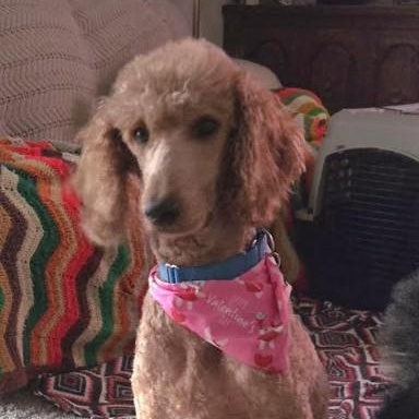 Graham, adopted, Adult Male Standard Poodle.
