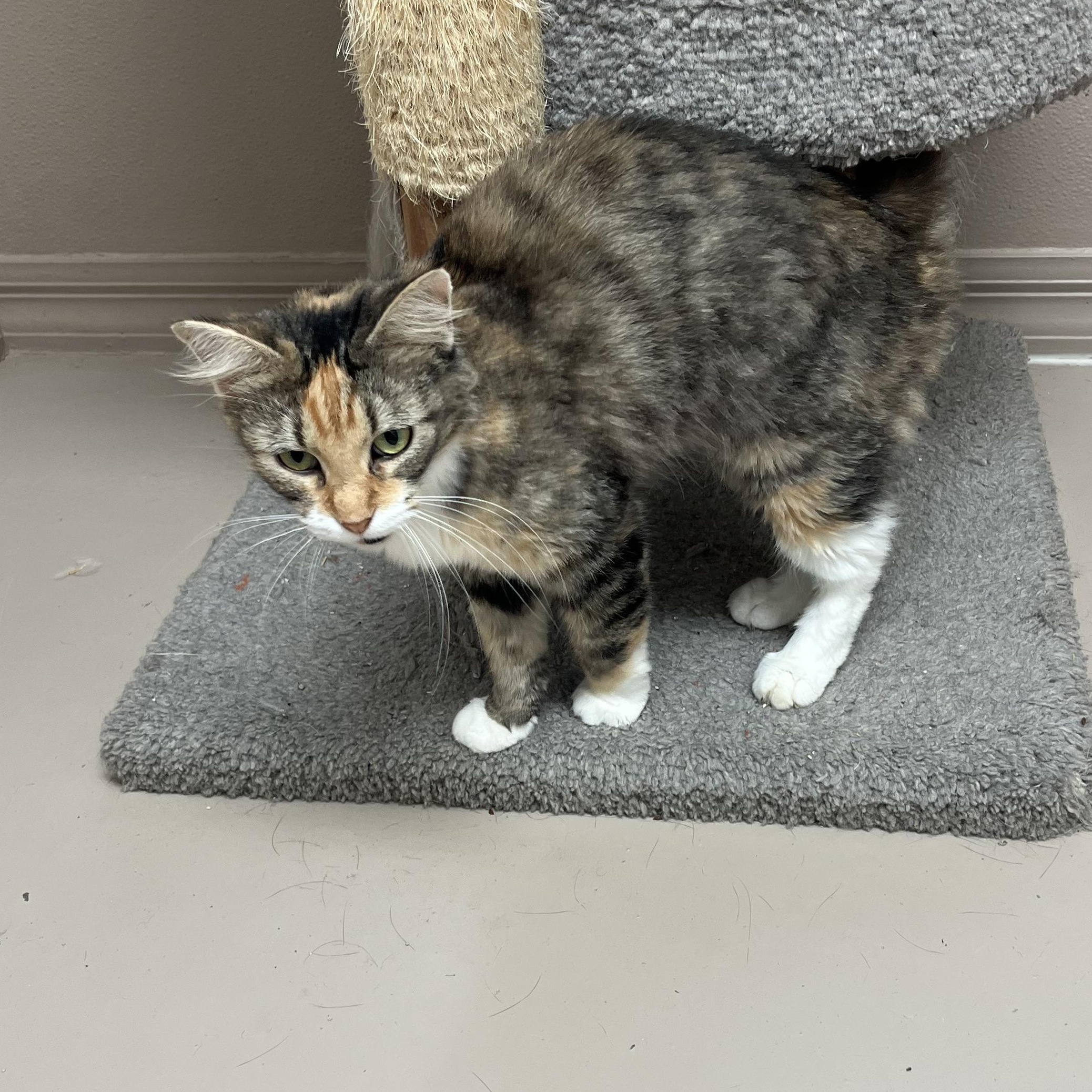 Enlarge NOVA, a Adoptable Calico in Carthage, IL image 6/6