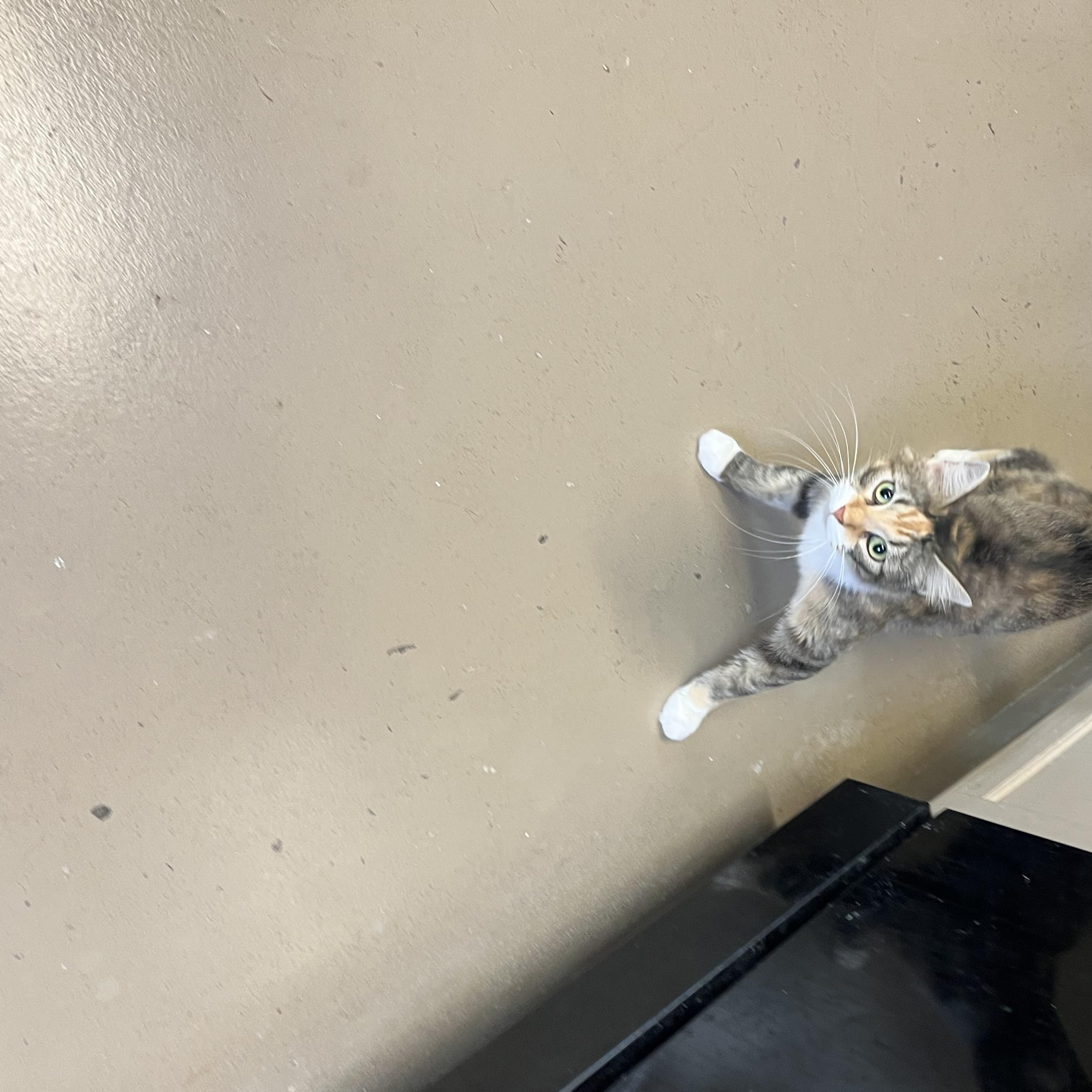 Enlarge NOVA, a Adoptable Calico in Carthage, IL image 4/6