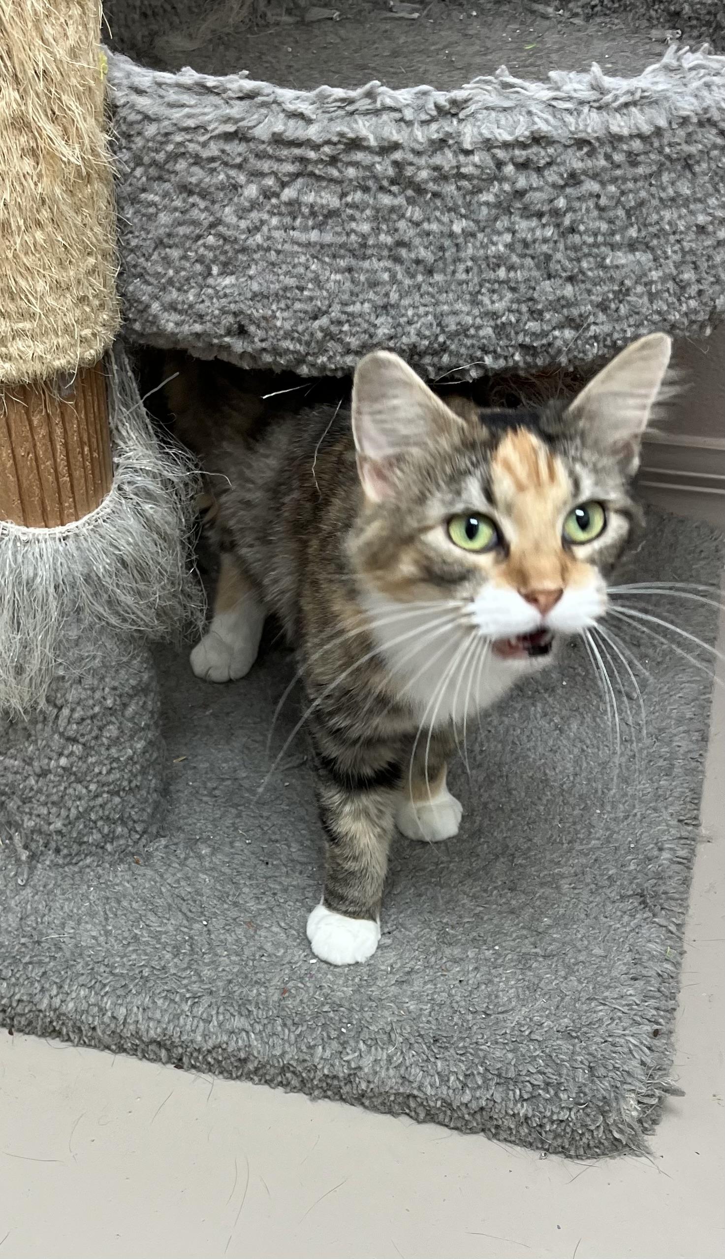 NOVA, Adoptable, Adult Female Calico.