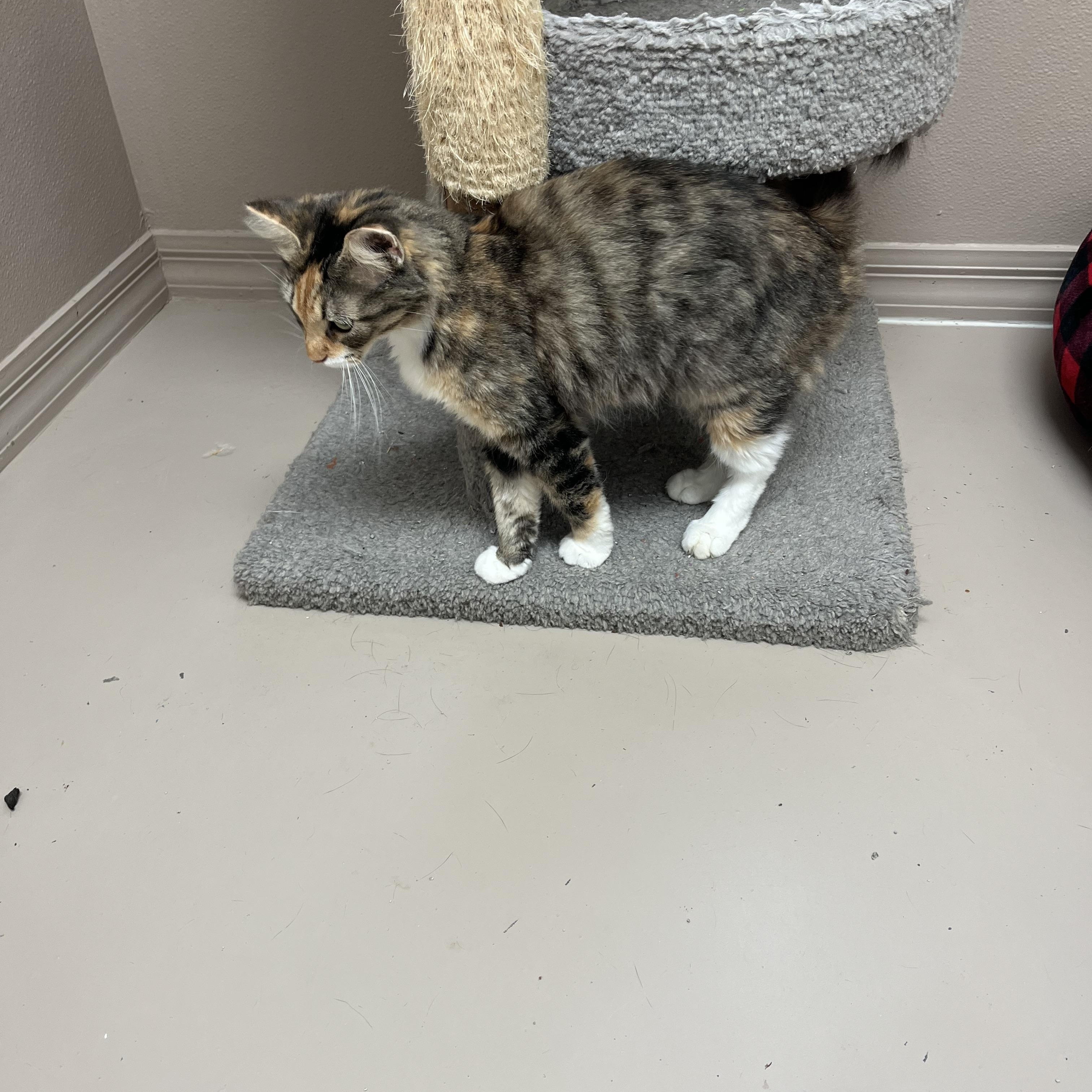 Enlarge NOVA, a Adoptable Calico in Carthage, IL image 3/6