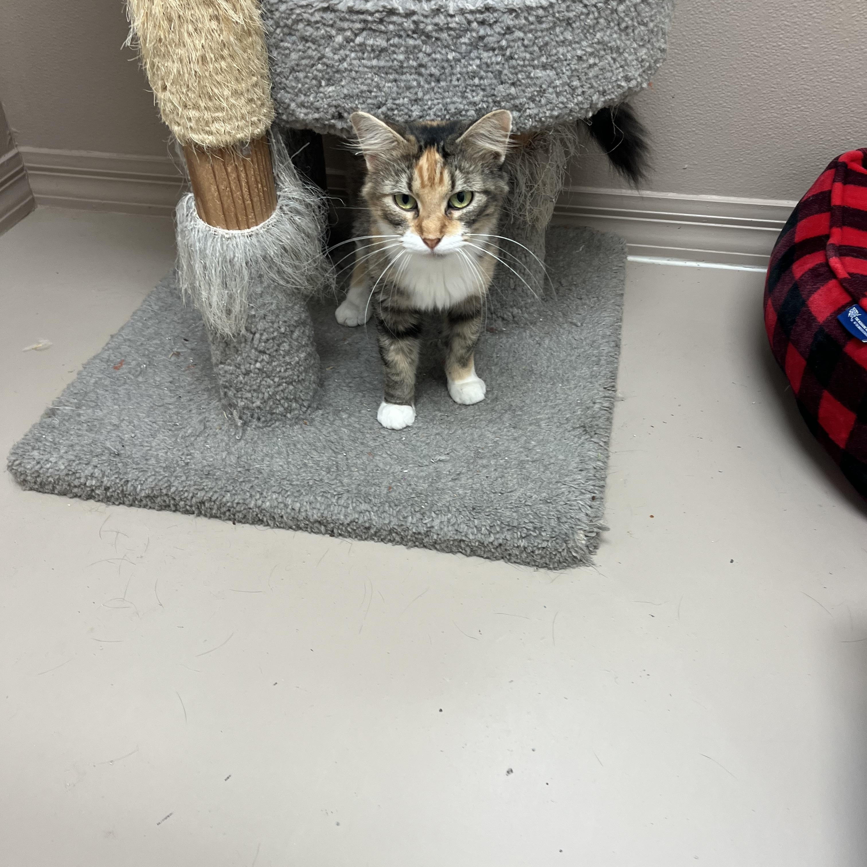 Enlarge NOVA, a Adoptable Calico in Carthage, IL image 5/6