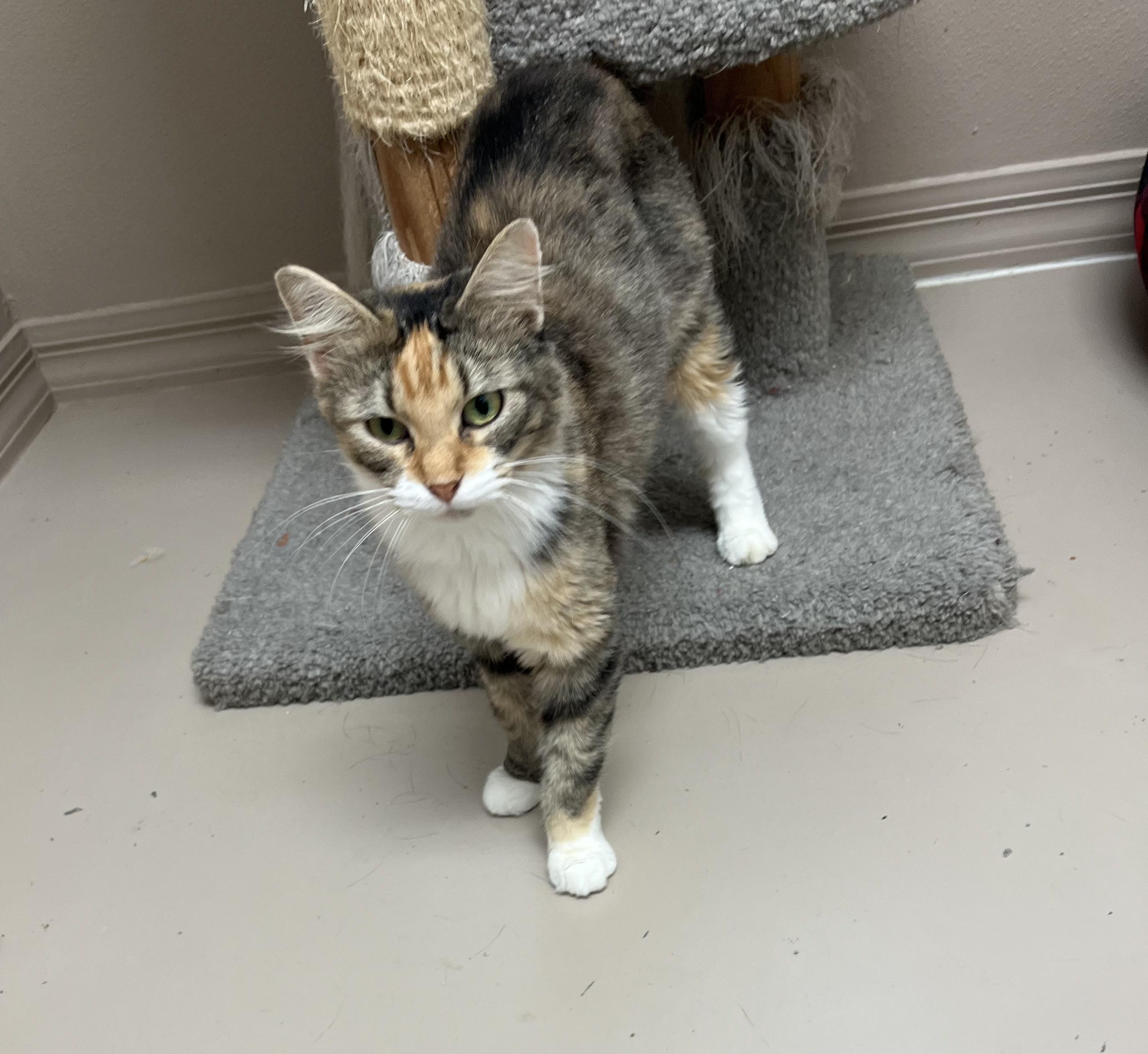 Enlarge NOVA, a Adoptable Calico in Carthage, IL image 2/6