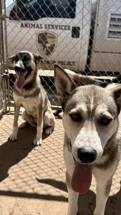 Kendra, a Adoptable mixed breed in Balch Springs, TX image 1/3
