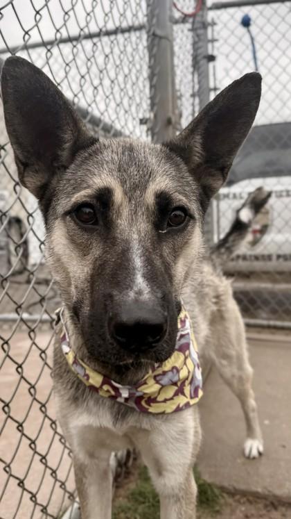 Kendra, a Adoptable mixed breed in Balch Springs, TX image 2/3