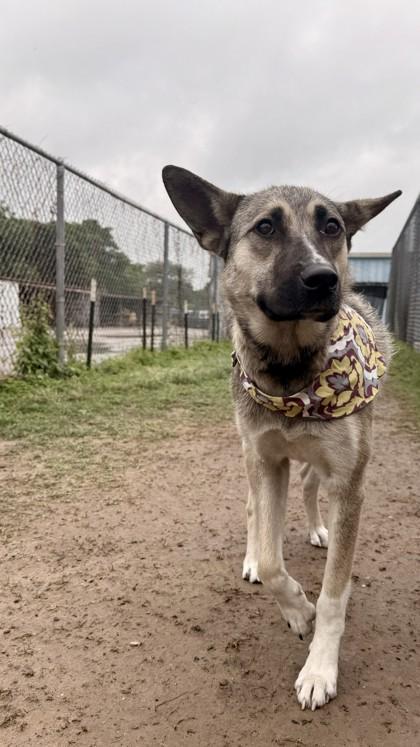 Kendra, a Adoptable mixed breed in Balch Springs, TX image 3/3