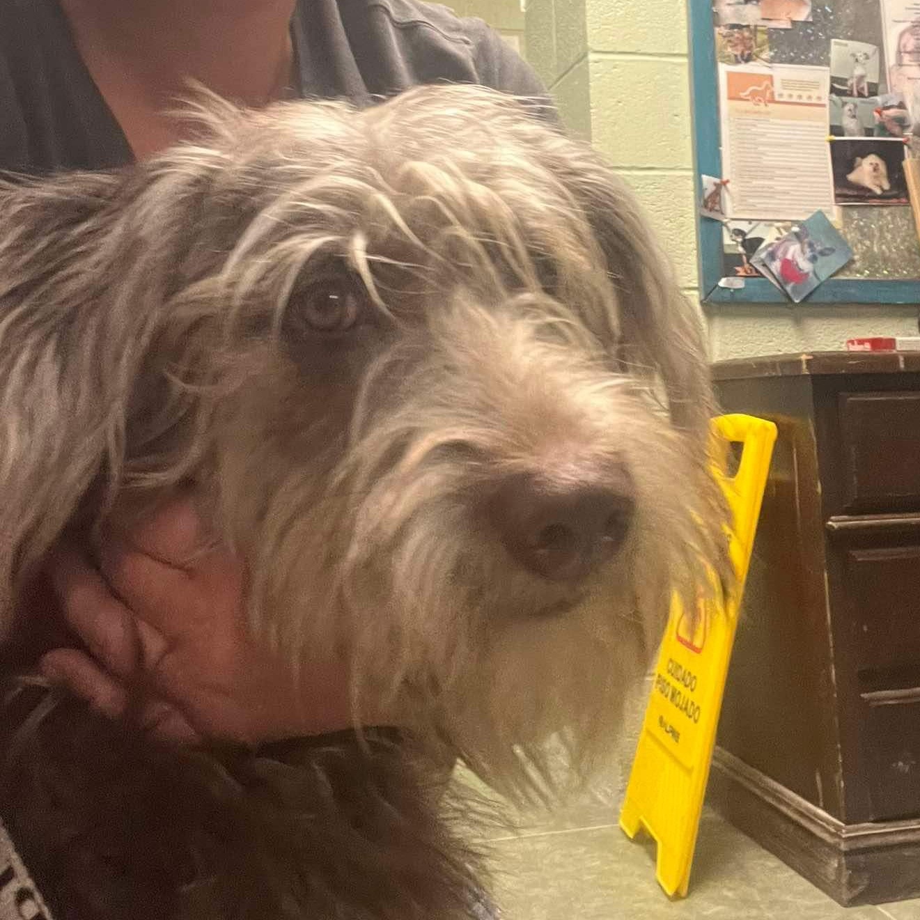 Dog for adoption Flower Jane, a German Shepherd Dog & Poodle Mix in