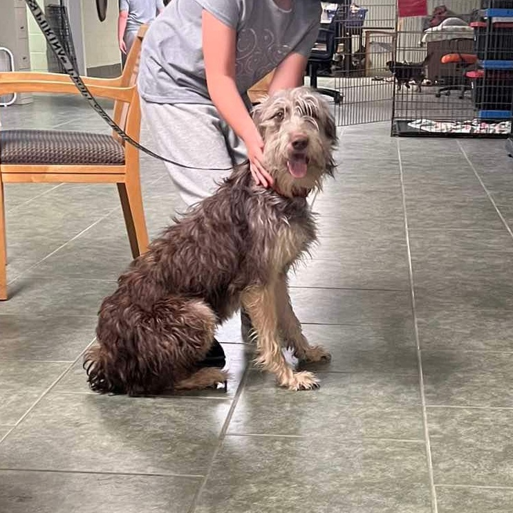 Dog for adoption Flower Jane, a German Shepherd Dog & Poodle Mix in