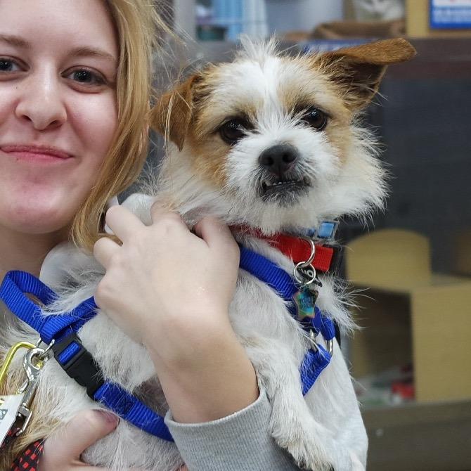 Charlie, Adoptable, Senior Male Wirehaired Terrier.