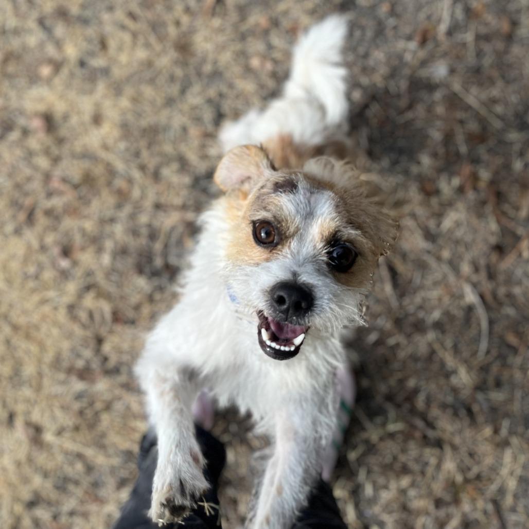 Enlarge Charlie, a Adoptable Wirehaired Terrier in San Antonio, TX image 2/6