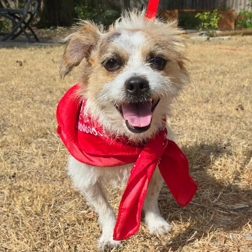 Enlarge Charlie, a Adoptable Wirehaired Terrier in San Antonio, TX image 3/6