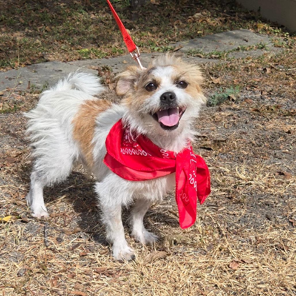 Enlarge Charlie, a Adoptable Wirehaired Terrier in San Antonio, TX image 4/6