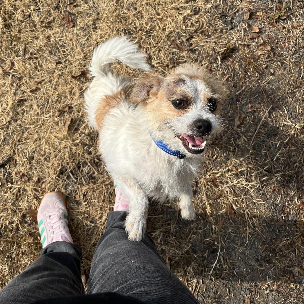 Enlarge Charlie, a Adoptable Wirehaired Terrier in San Antonio, TX image 5/6